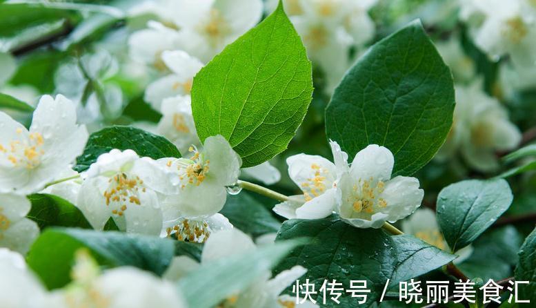 网购茉莉容易枯萎,这些你还不了解,学会植株健康生长旺盛