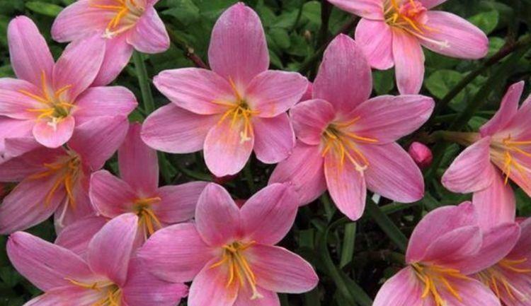 几款花卉超美的,全年开花不停,浇点水就爆长,阳台变成小花园