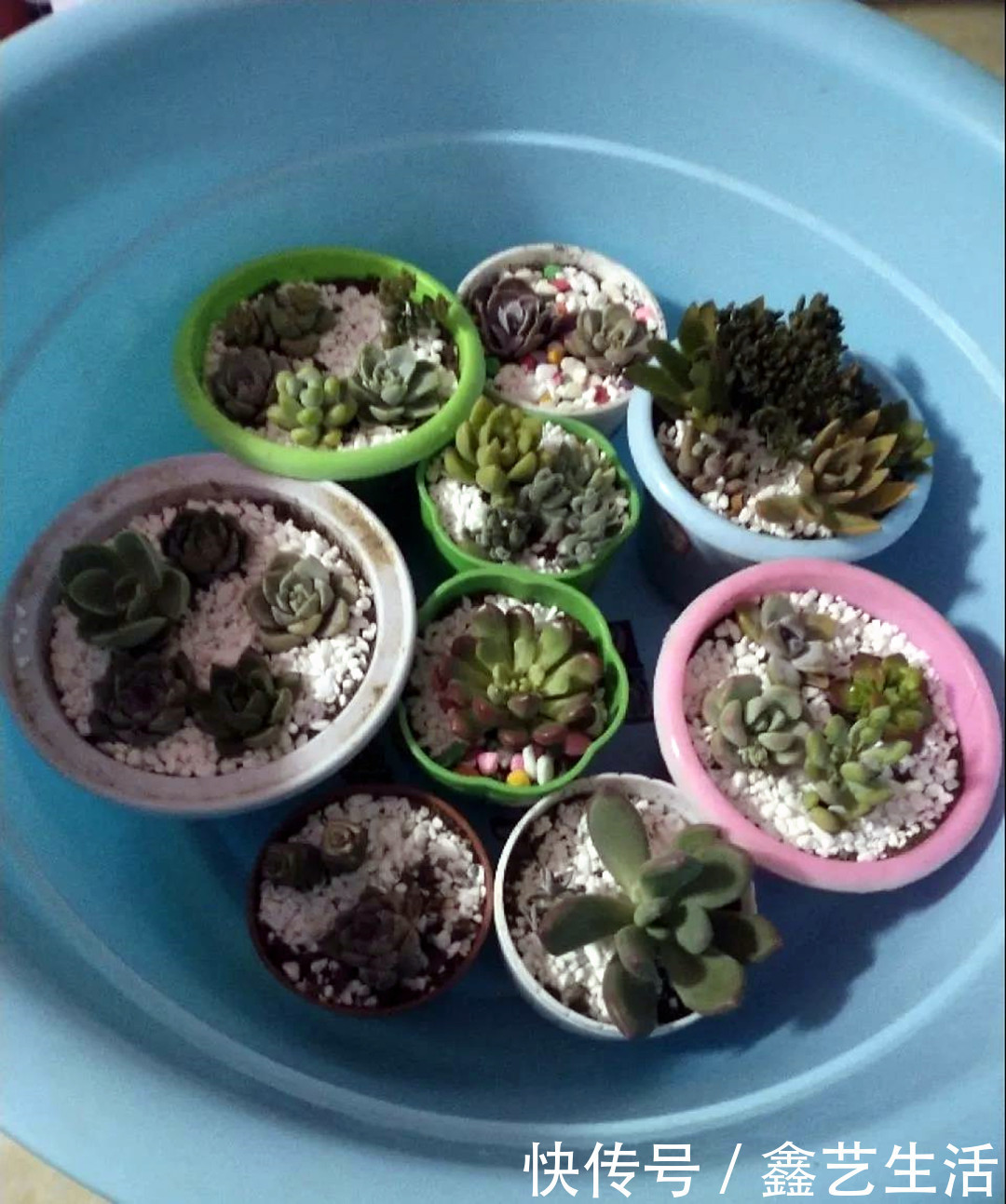 土壤|夏天多肉不能乱浇水，收好这几种正确的浇水方式