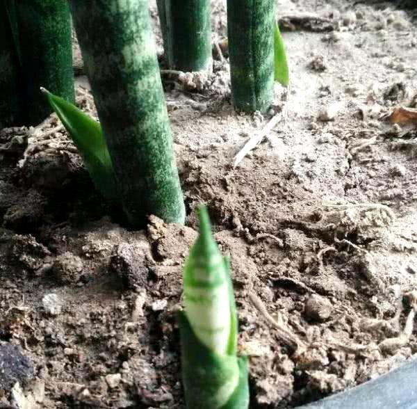 养虎皮兰不爆芽,2分钟学会一招,小芽密密麻麻长一盆