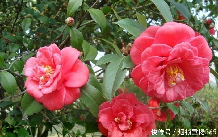 1种花,比玫瑰漂亮,比君子兰秀气,春天正适合养