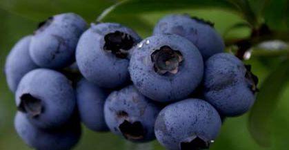 血液流|女人爱美常吃3种食物，排毒养颜、延缓衰老，好吃又健康