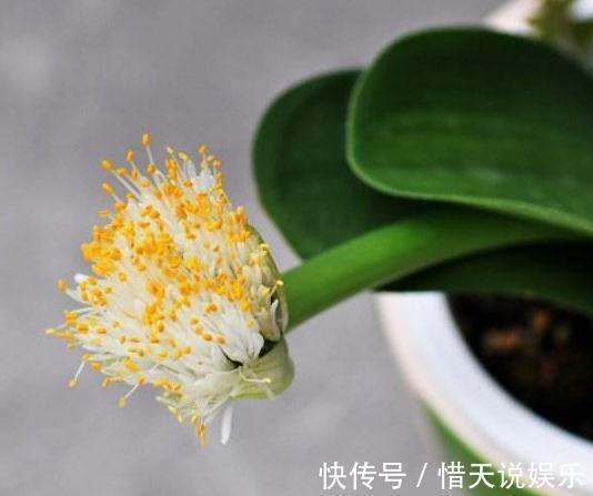 长命花|这“3种花”，又称“长命花”，一养就十几年，还花开“日日红”