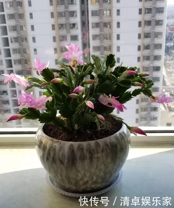 养花|养花技巧6种花须用小盆“挤着养”，控水好、长得旺！