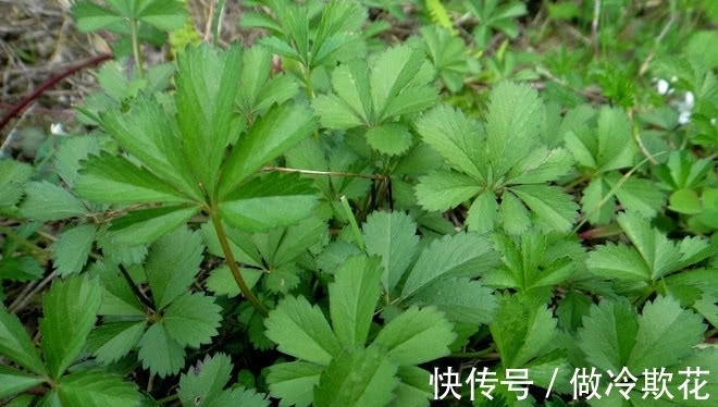 委陵菜|农村满地生的一种野草,它是天然好药材少人知,若见到还请保护好