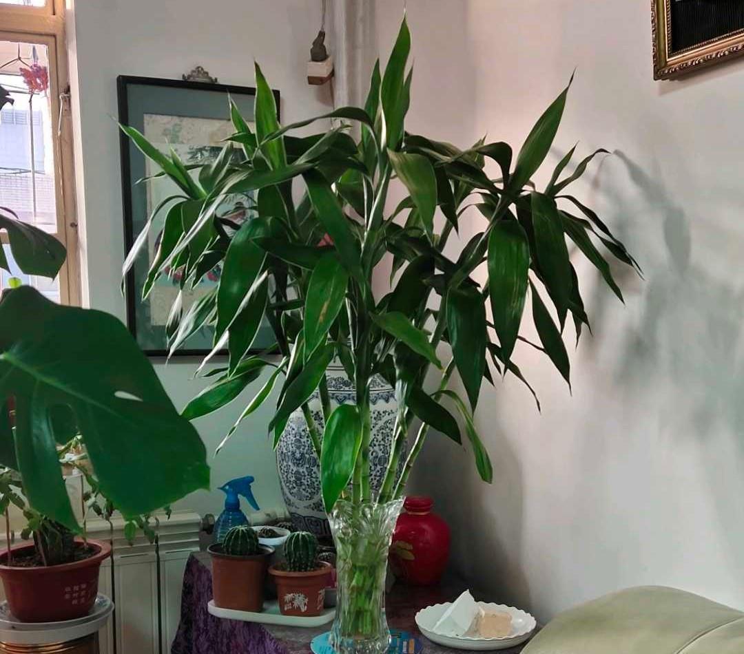 旺财旺运的5种盆栽,好看好养,放家里一盆不吃亏