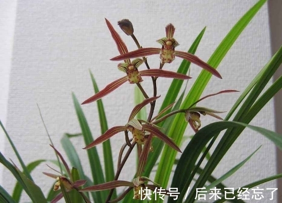 兰草促花有窍门,做好这5点,兰草花苞长得多,年年能开花