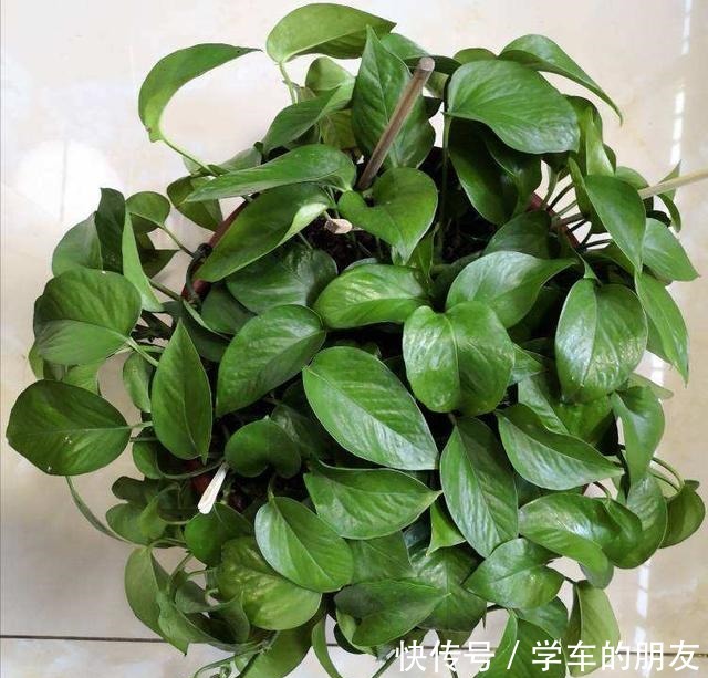 4种花爱喝啤酒,半个月给它喂1盅,越喝叶子越绿!