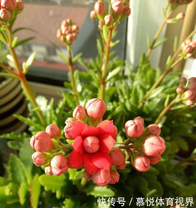 冬天想让长寿花长满花苞，只会“施肥”可不行，还要会“三控”