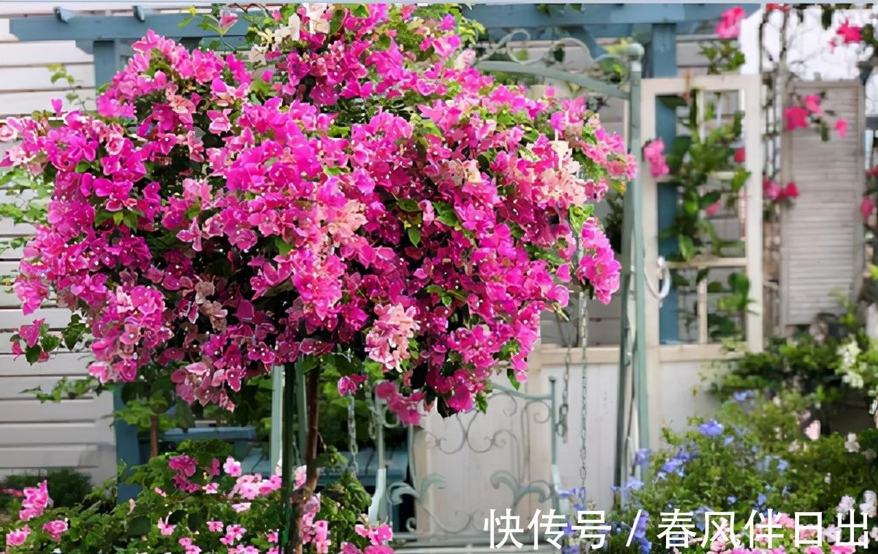 叶片|适合9月养的花,花大色艳,爱开花,很漂亮,关键很好养