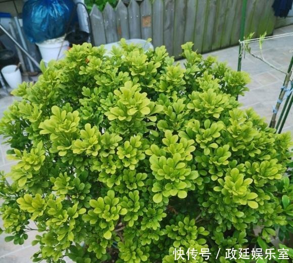 米兰花怎么养?腐殖土配松针,多晒太阳,放在客厅就能开花