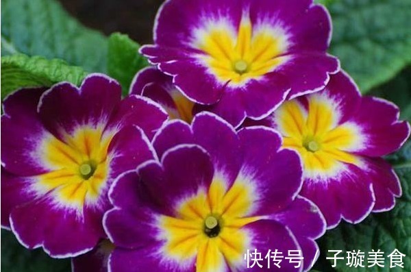 花樱|家里养花,不如养盆世界十大花语最浪漫的花樱花草,美艳妖俏!