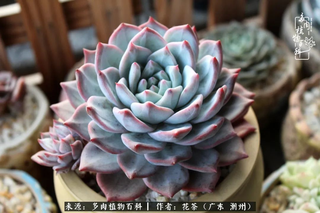 放松心情，静享愉悦，阳光下的多肉是最美的！