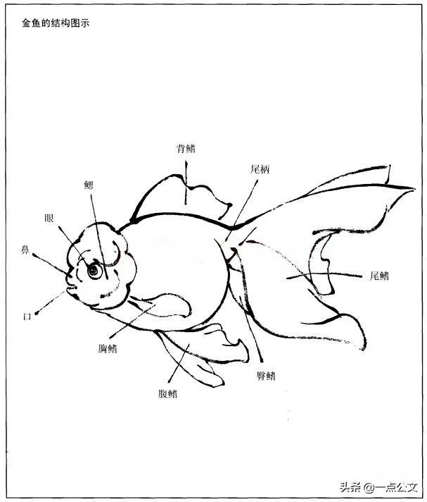 曙红|写意金鱼的画法解析