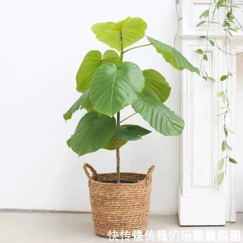 室内观叶|最适合卧室摆放的9种植物,清新素雅,安全无毒,还特好养活