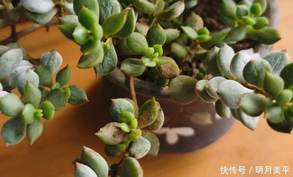 肉友|新人肉友慎入的这几款多肉,你了解多少,知道为什么吗?