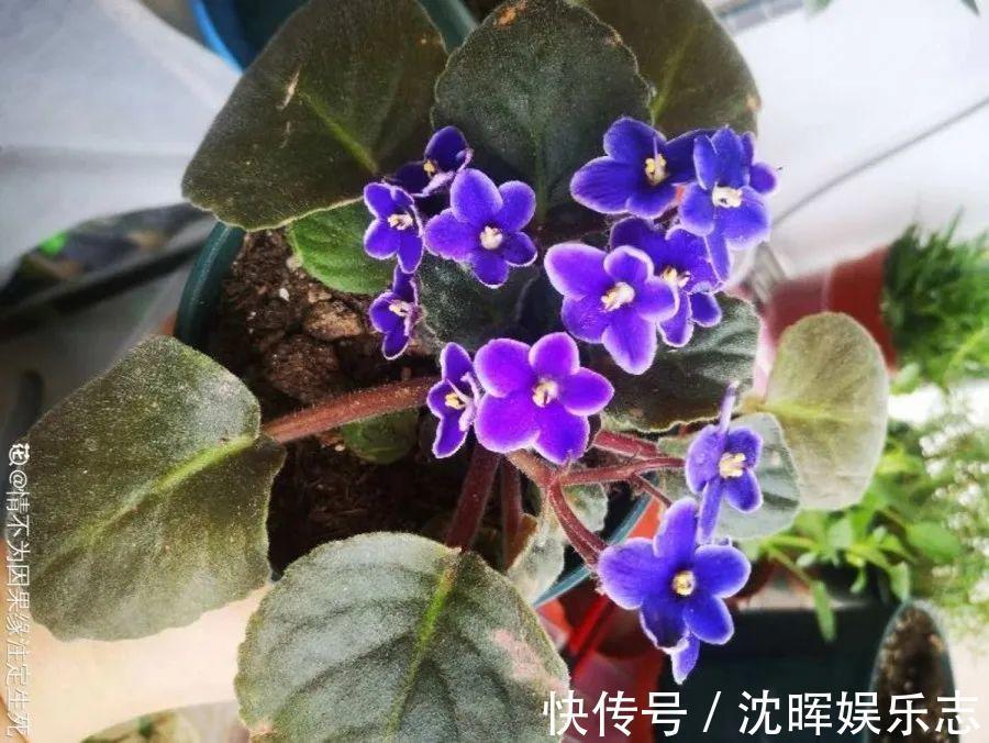 非洲堇|这花送人,只用送一片叶子,插土就活不心疼!
