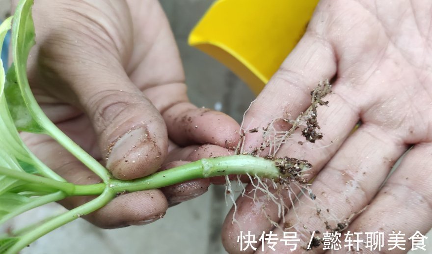 养花2种扦插方法，掌握“关键点”，扦插不再难，扦插一棵活一棵