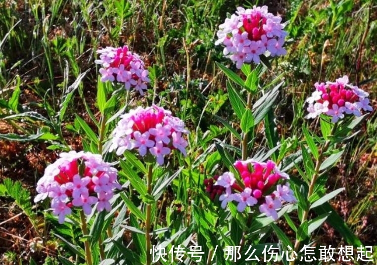 数据库|漂亮的有毒花，认识20种“大毒花”，涨知识不吃亏