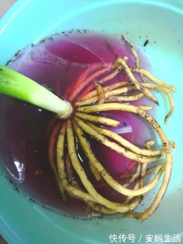 达克宁软膏|1粒小药片，碾碎丢水里，花像吃了兴奋剂疯长