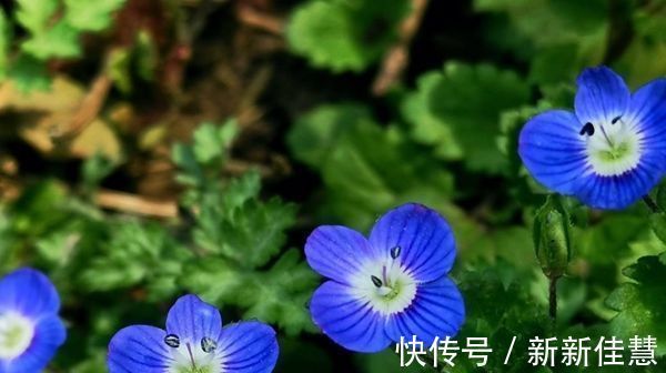 部分枝|此花小巧而又美丽,常在不起眼的地方绽放,寓意着隐藏的美!