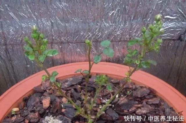 家庭月季花“剪枝”有窍门,定期修剪枝条,开花才会越开越多!