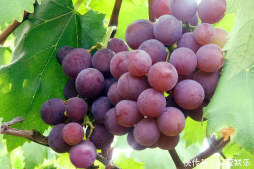 睡眠|失眠的“克星”终于被找到了,睡前吃一点,让你酣然入睡到天亮