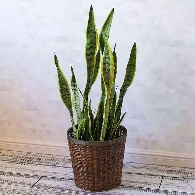 屋里干燥,那就摆这5种花,能当加湿器,皮肤不粗糙!