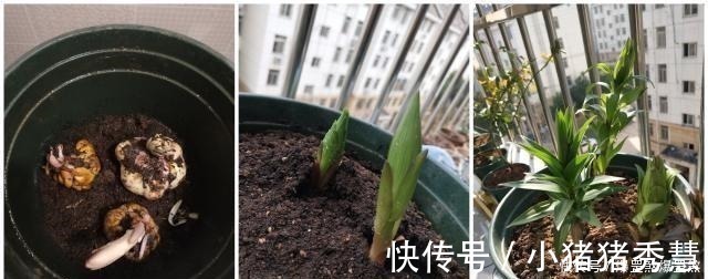 最好养的花之一，丢土里就能活，开花早，花香飘满室，适合新手养！