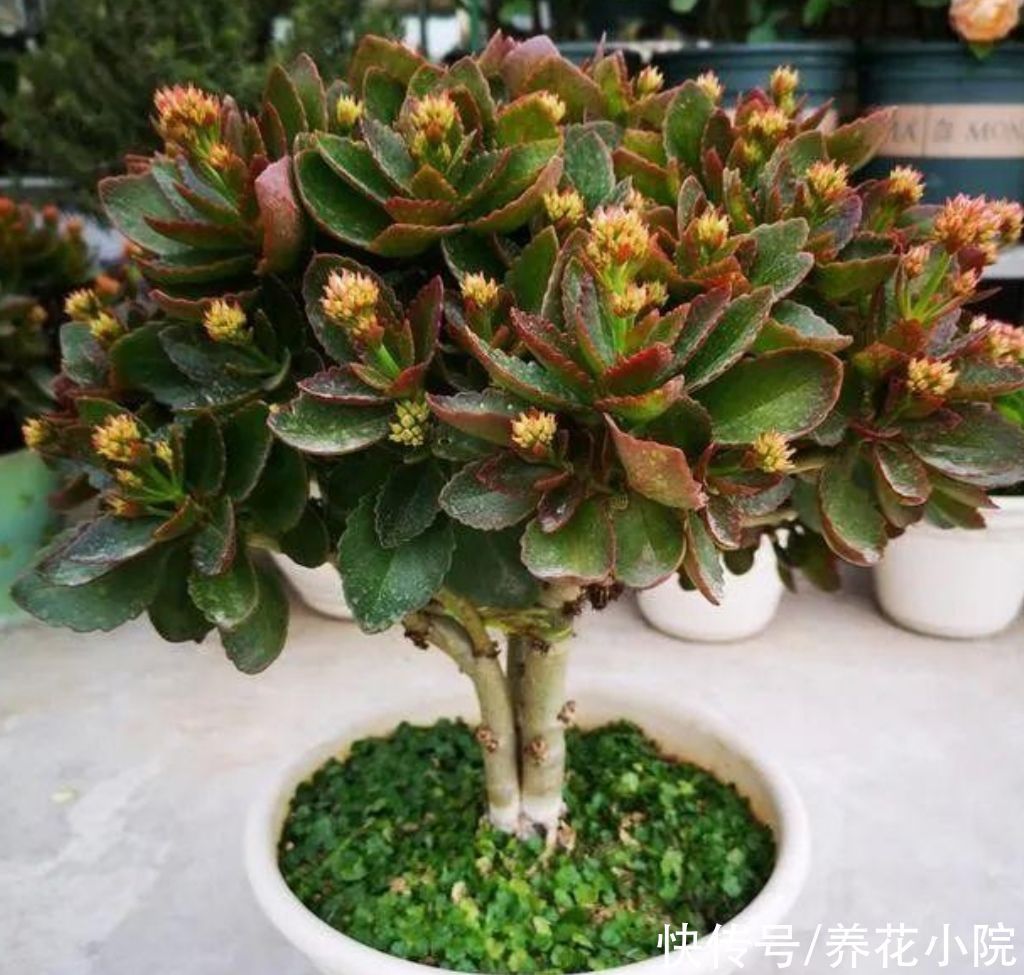 养花|家里的长寿花,用1种方法,让它尽快长成老桩,开花多又美