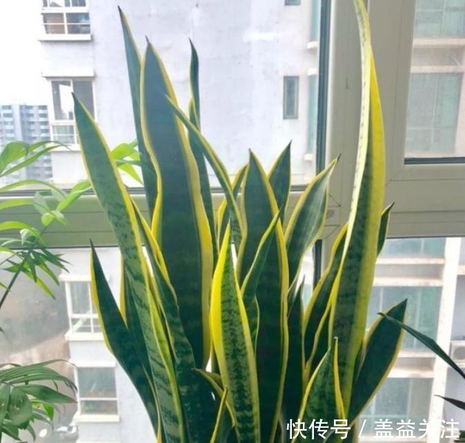 仙人球|养花试试这几款,开花时清香四溢,气味似兰花,味极香