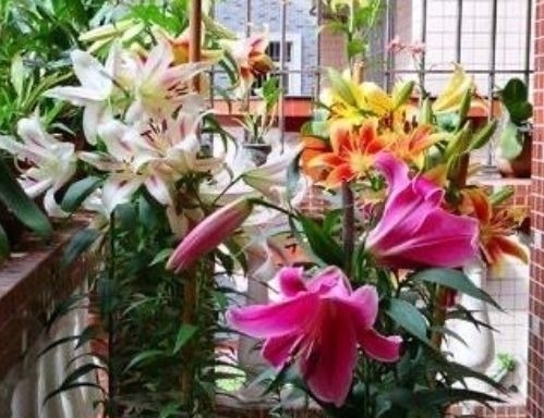 这几款植物养在家里,一年四季开花不断,花大色艳很漂亮