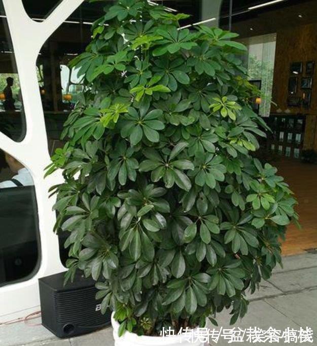 养花就养这几款,招财纳福,好运天天到,聪明人都在养