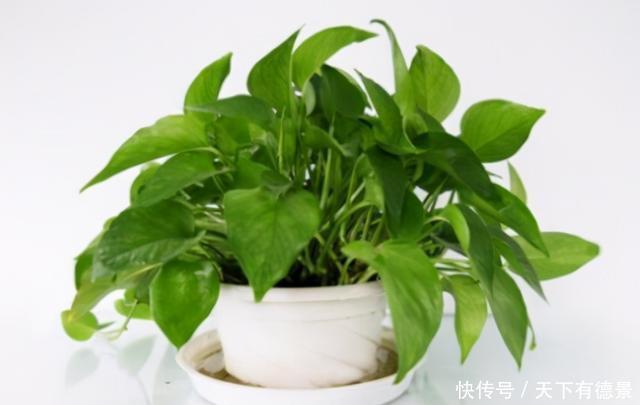 4种花可以养在卧室,好养容易打理,养人又“养气”