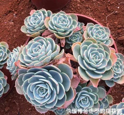 植株|多肉容易摊大饼?教你几个小技巧,重新缀化,憋成群生肉墩子!