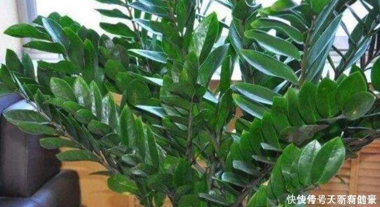 金钱树|3种“吉祥花”养家里,家庭越来越兴旺,旺夫旺子,幸福满满