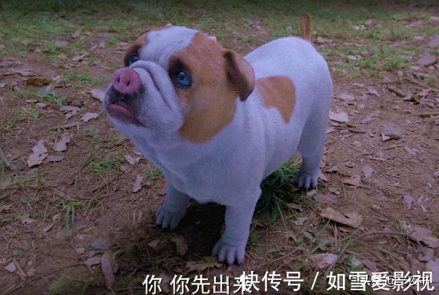 比比东|斗罗大陆电视剧最丑武魂？唐三的昊天笋小儿科，比比东的才是王者