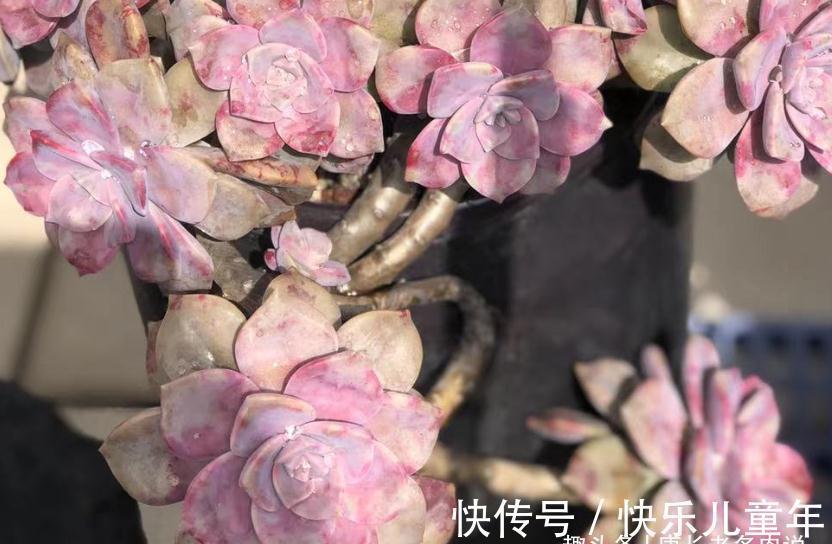 栽种多肉先放土还是“肉”?貌似很简单的问题,但却有很多小技巧