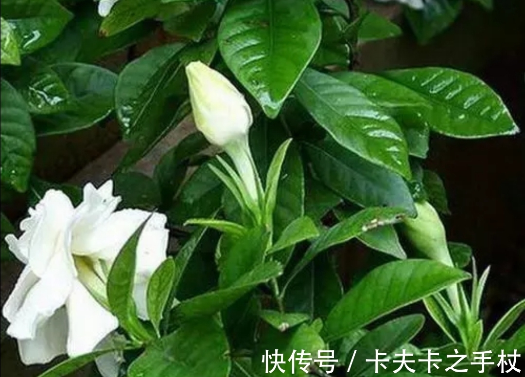 栀子花|这3种公认难养的花，想要养好也不难，先满足它们这个“喜好”