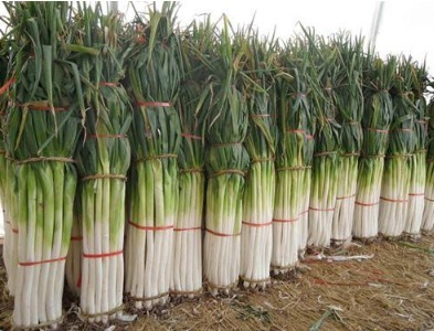 老中医|老中医建议大葱能少吃就少吃，最好别吃，很多人不清楚