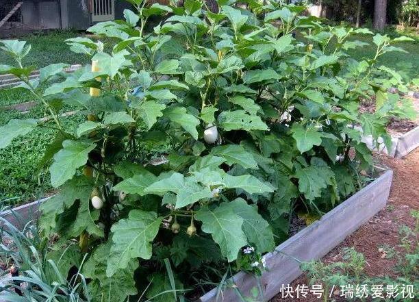 城市人阳台盆栽蔬菜，选啥合适？此4款既能当绿植观赏又能吃