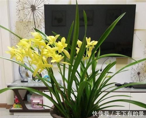  “花多多”肥料几十种，眼花缭乱看不懂？4种就够，多了没用！