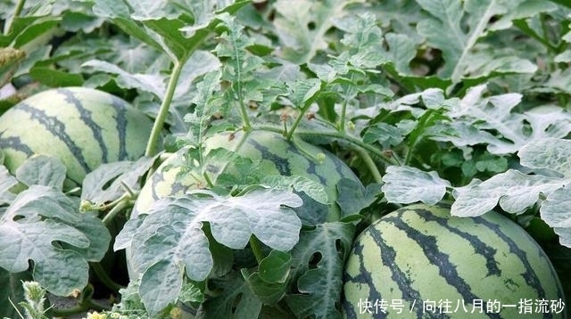 明清|明清奇案之西瓜诉冤:瓜园里两百斤的大西瓜,引出了一场离奇命案