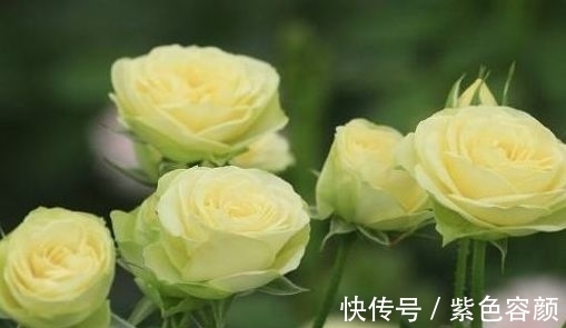 仙客来|养花总是养不活,这些花不仅易养活,开花漂亮,比月季还要美