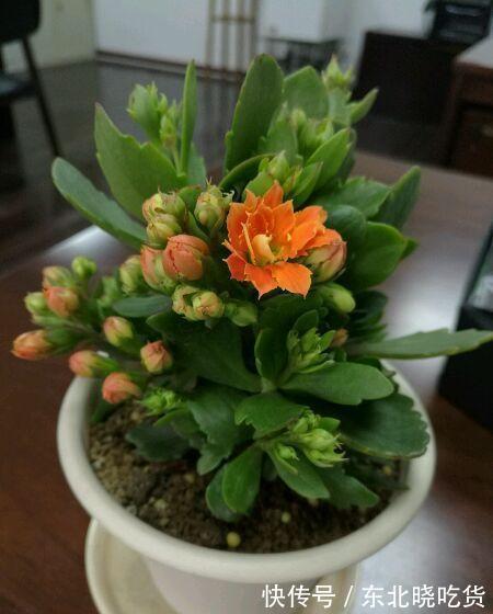 做好这4点,1-12月都可以赏到长寿花