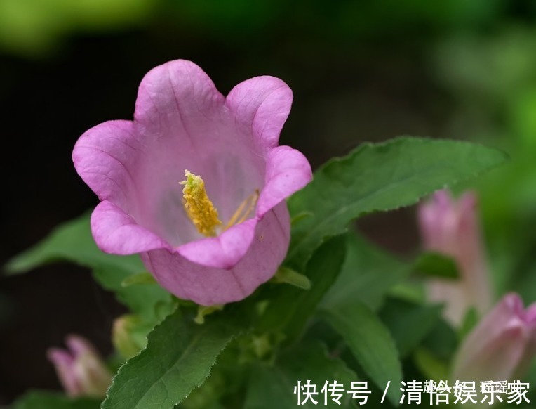 风铃草#此花花色明亮素雅，给人一种十分温暖的感觉，表达着温暖的爱意