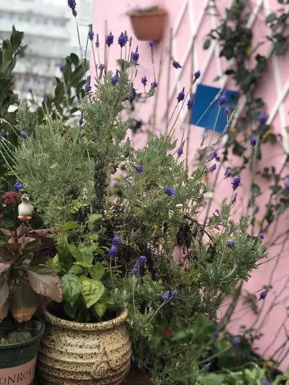 5种花蚊子“不喜欢”，好看还好养，是天然蚊香，值得多养几盆