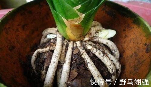 施肥|君子兰换盆之后有几个注意事项,做好就省下了“缓苗”