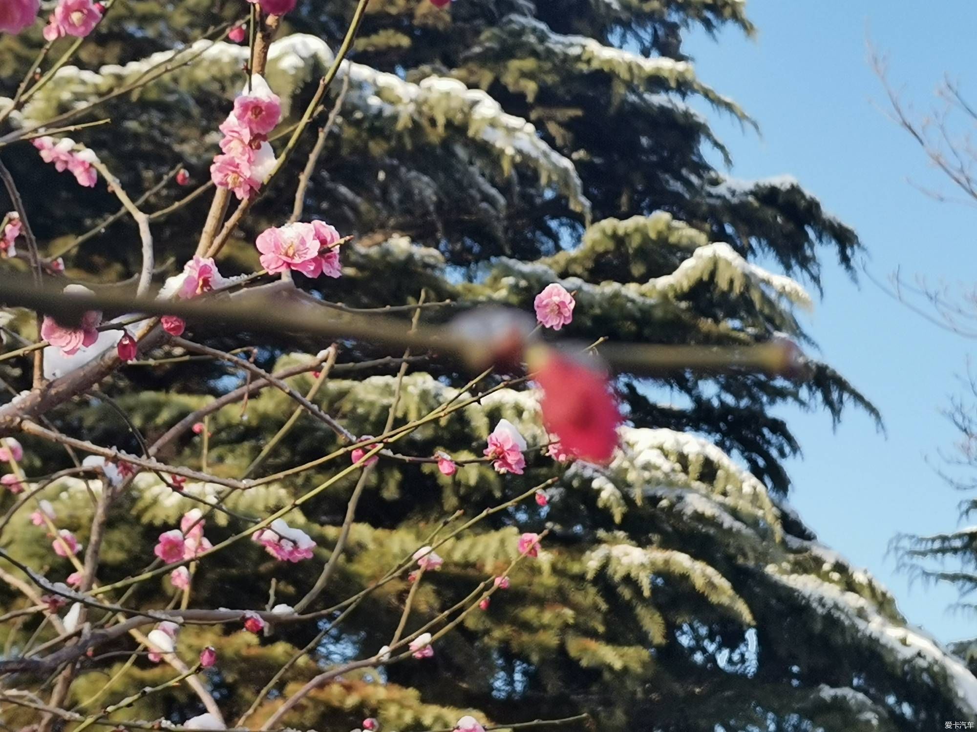 老年|【爱卡踏青季】踏雪寻梅