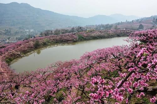 中年|山茶樱花又海棠 出行赏花先看一嗨租车赏花榜